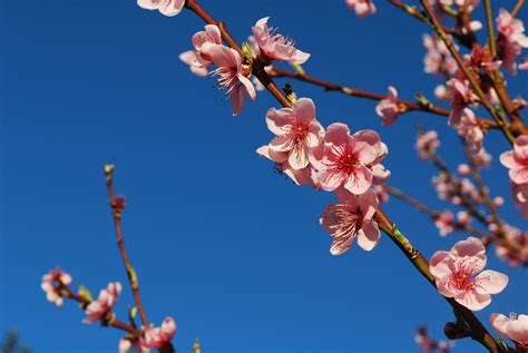 桃花谷什麼時候春色最濃郁